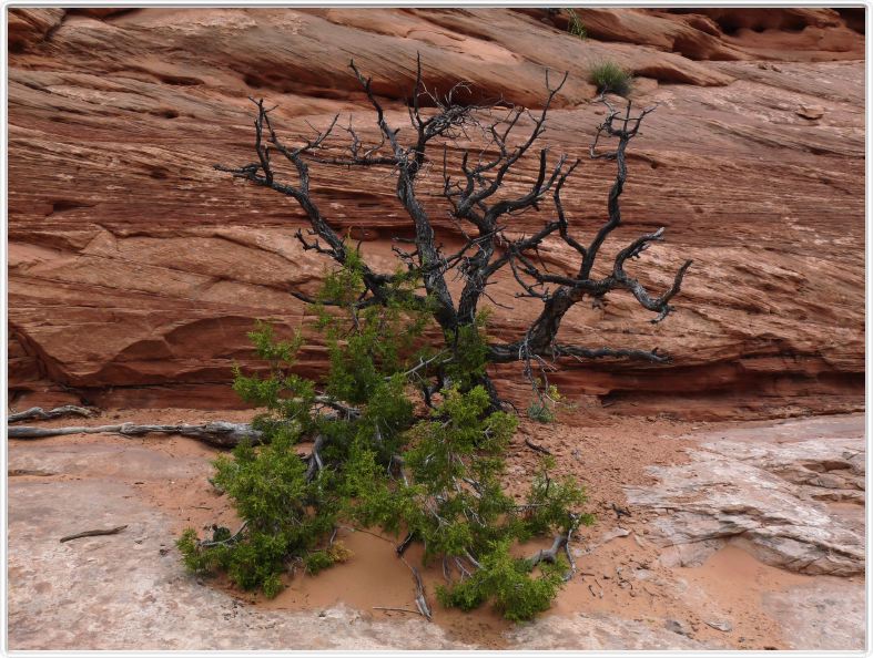 Parc national de Canyonslands (Island in the sky) (Utah).
