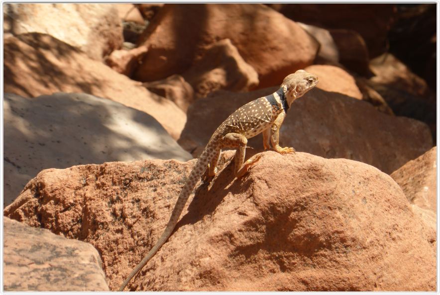 Zion National Park (Utah).