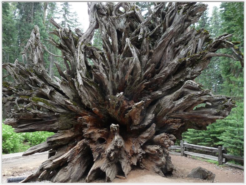 Mariposa Grove, forêt des Séquoias géants (Californie).