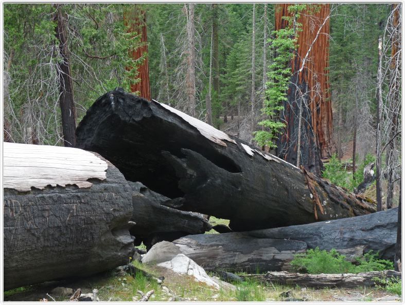 Mariposa Grove, forêt des Séquoias géants (Californie).