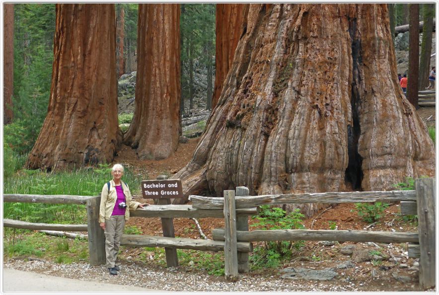 Mariposa Grove, forêt des Séquoias géants (Californie).