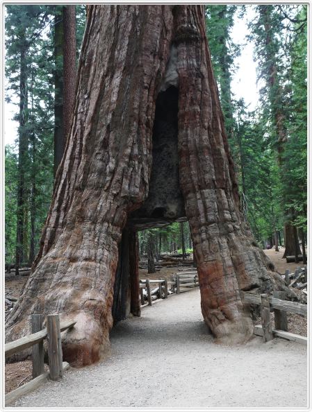Mariposa Grove, forêt des Séquoias géants (Californie).