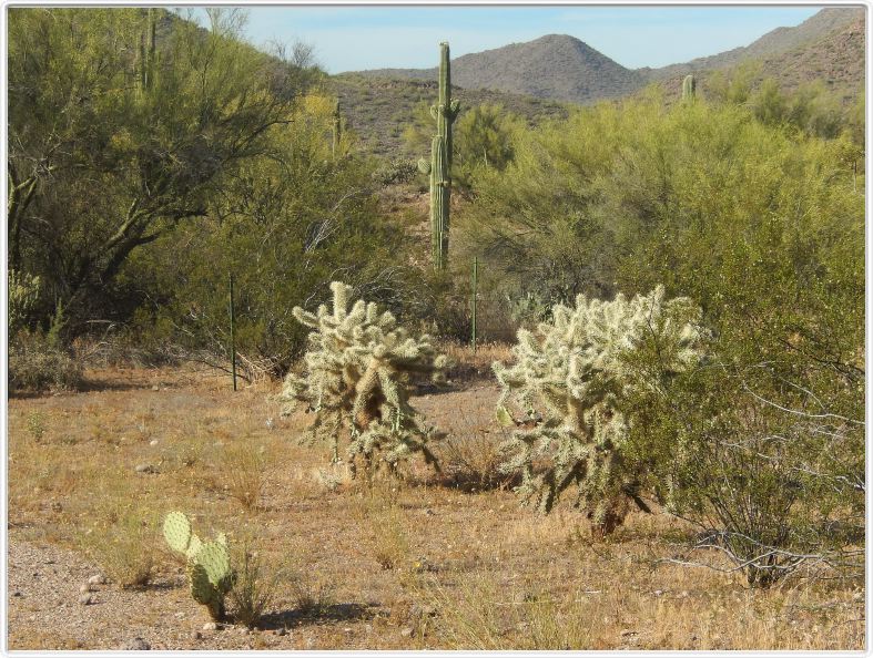 Phoenix - Saguaro Lake (AZ)