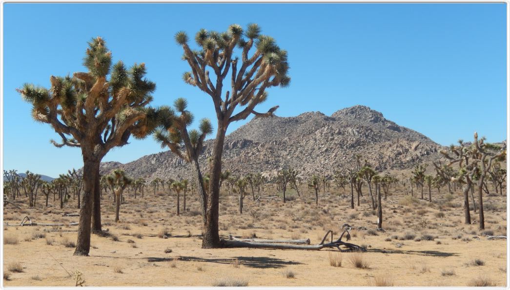 Yucca Valley (Californie).