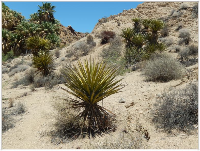 Yucca Valley (Californie).
