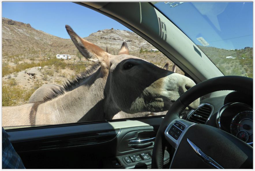 Oatman (Arizona). Ancienne ville minière (or) (Arizona).