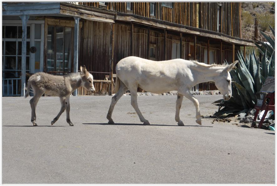 Oatman (Arizona). Ancienne ville minière (or) (Arizona).
