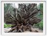 Mariposa Grove, forêt des Séquoias géants (Californie).
