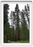 Mariposa Grove, forêt des Séquoias géants (Californie).