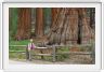 Mariposa Grove, forêt des Séquoias géants (Californie).