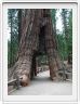 Mariposa Grove, forêt des Séquoias géants (Californie).