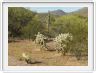 Phoenix - Saguaro Lake (AZ)