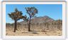 Yucca Valley (Californie).