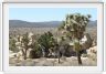 Yucca Valley (Californie).