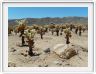Yucca Valley (Californie).