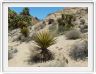 Yucca Valley (Californie).