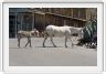 Oatman (Arizona). Ancienne ville minière (or) (Arizona).