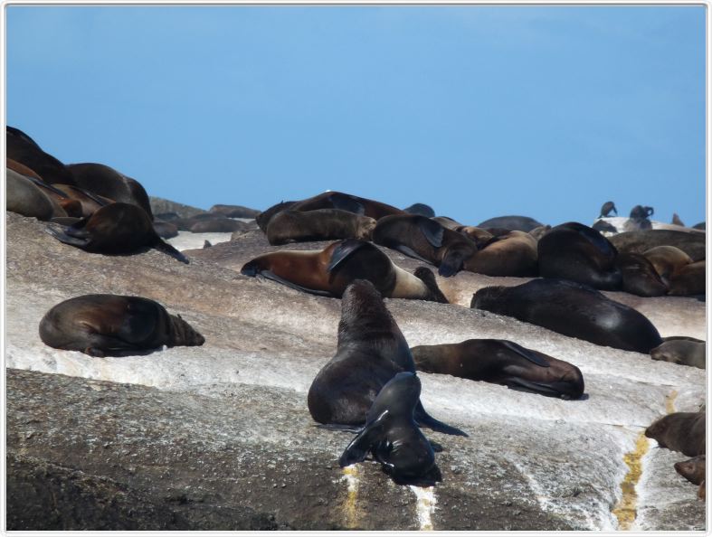 Otaries de Duiker Island