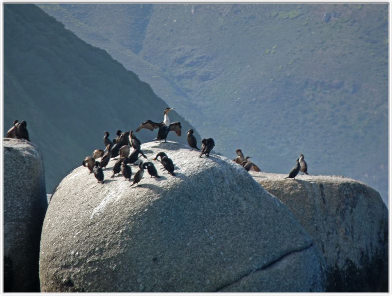 Cormorans du Cap à Duiker Island