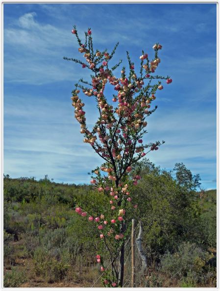 Nymania Capensis (Klapperbos)