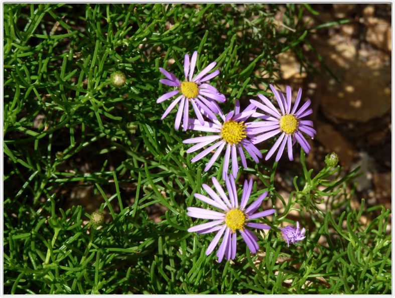Felicia filifolia