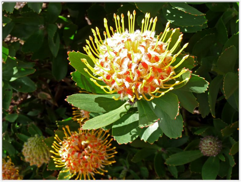 Leucospermum conocarpodendron