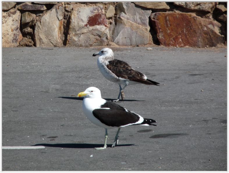 Goélands du Cap (Adulte et jeune)