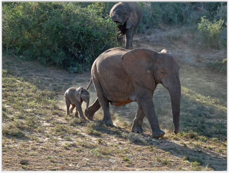 Famille en promenade