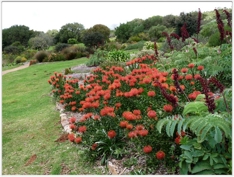 Leucospermum 