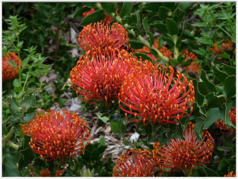 Leucospermum 