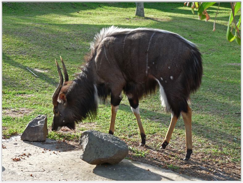 Nyala mâle