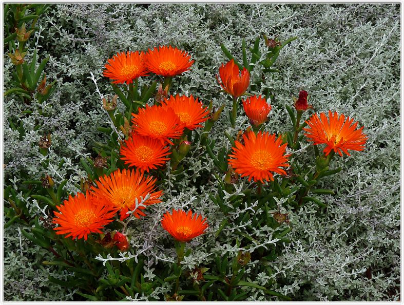 Lampranthus aureus