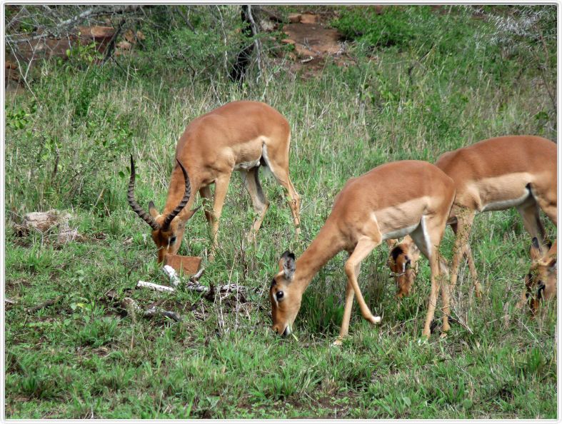 Impalas mâle et femelles