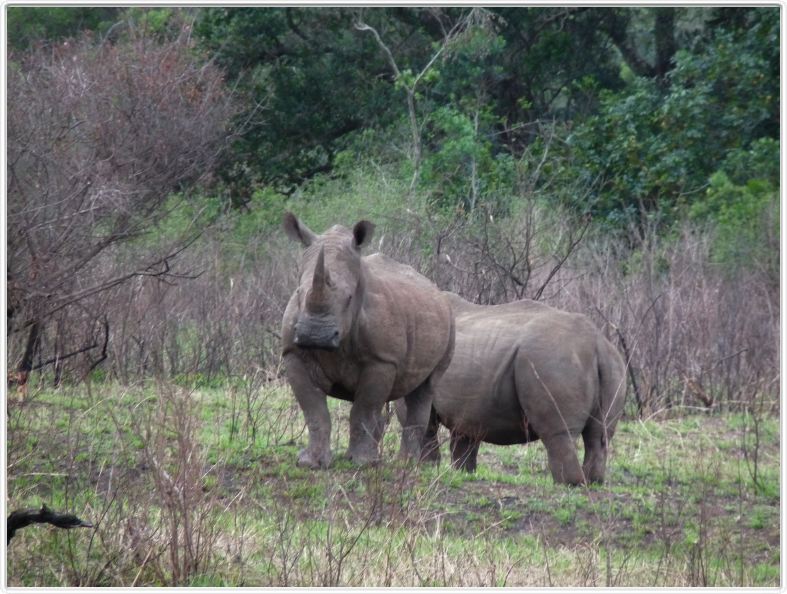Rhinocéros