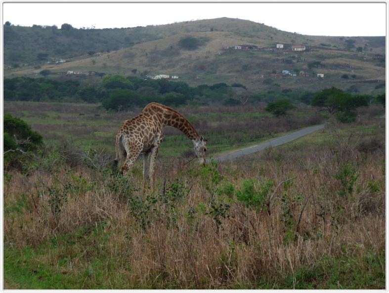 Girafes