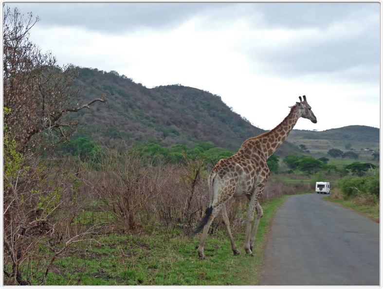 Girafes