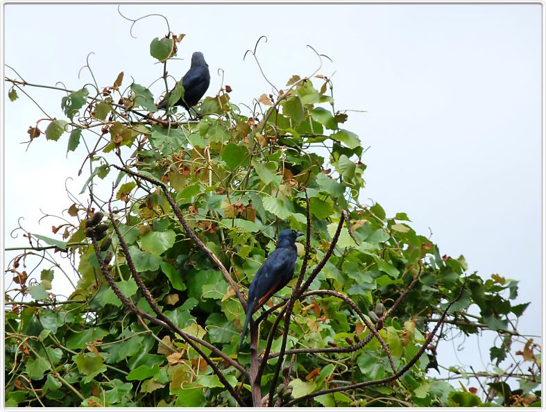 Red-winged starling (Rufipenne morio)