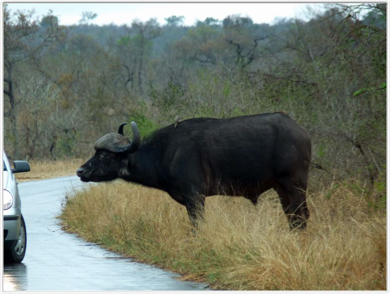 Parc Kruger - Buffle