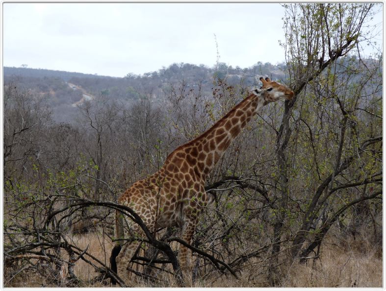 Parc Kruger - Girafe