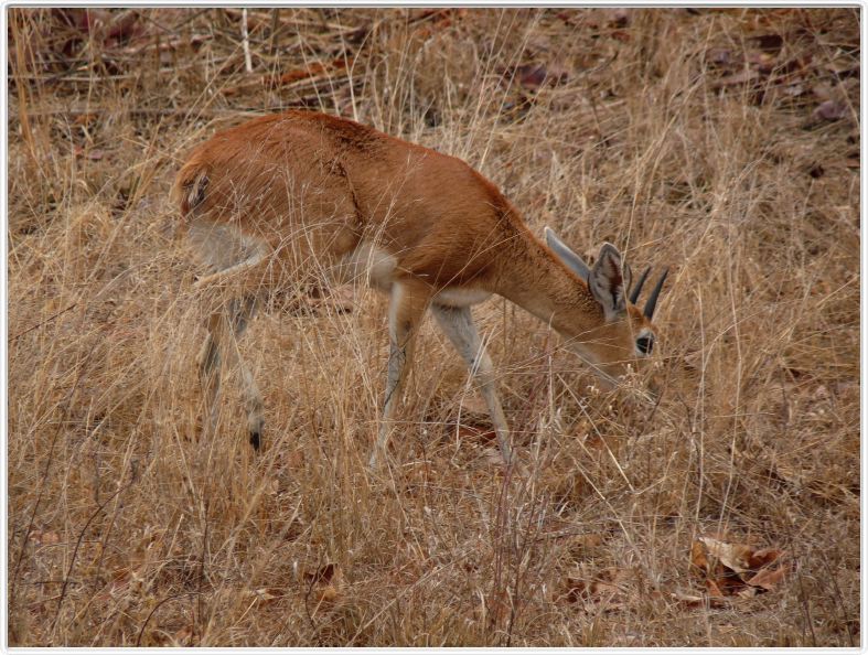 Parc Kruger - Steenbok