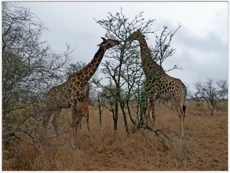 Parc Kruger - Famille de  girafes