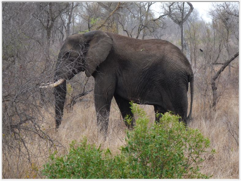 Parc Kruger - Elephant