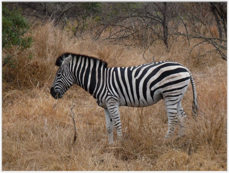 Parc Kruger - Zèbre