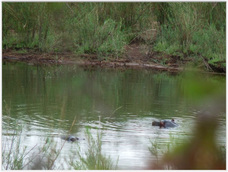 Hippopotames