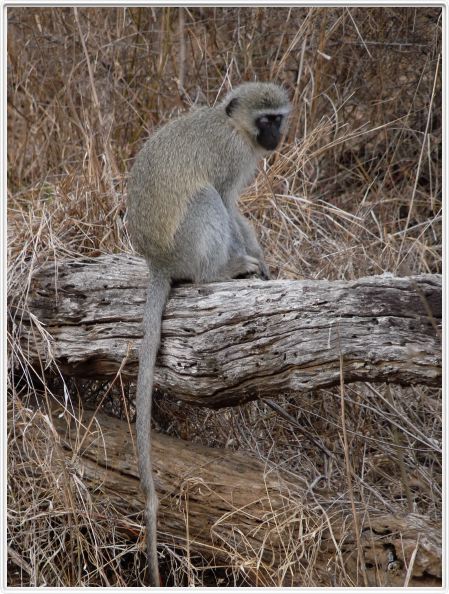Singe Vervet