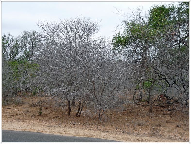 Végétation du parc Kruger