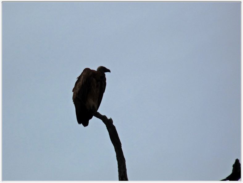 Vautour