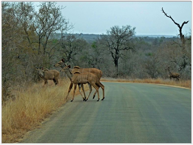 Nyalas (Jeune mâle et femelles)