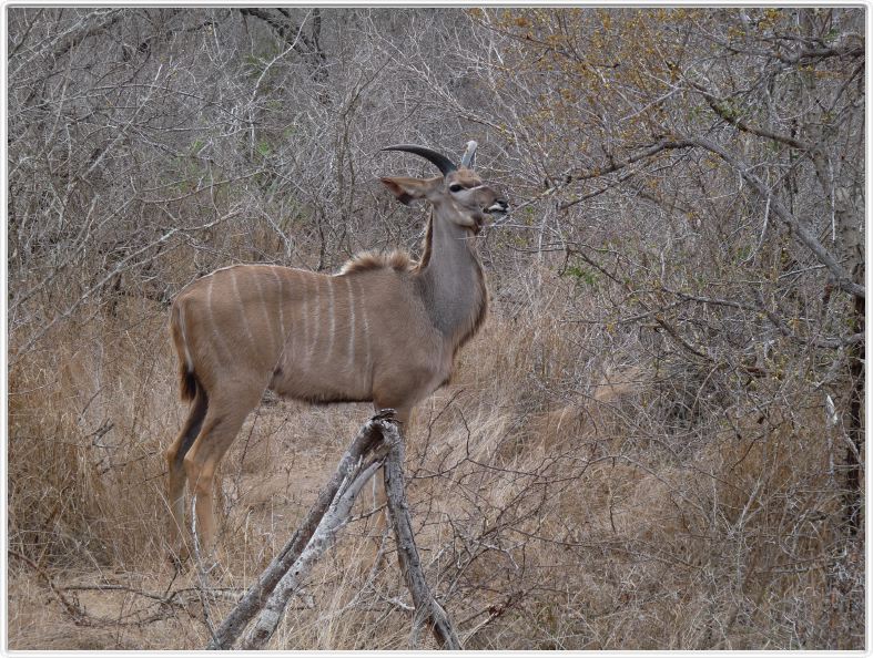 Nyala (Jeune mâle)