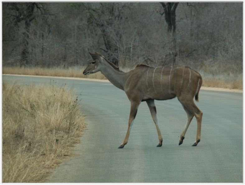 Nyala femelle